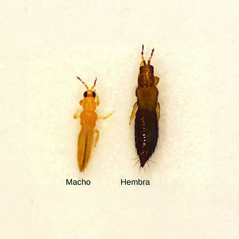 Thrips parvispinus Adults