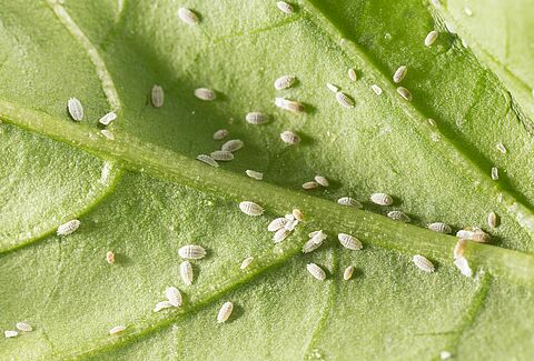 Solanum mealybug Phenacoccus solani