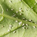 Solanum mealybug Phenacoccus solani