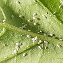 Solanum mealybug Phenacoccus solani