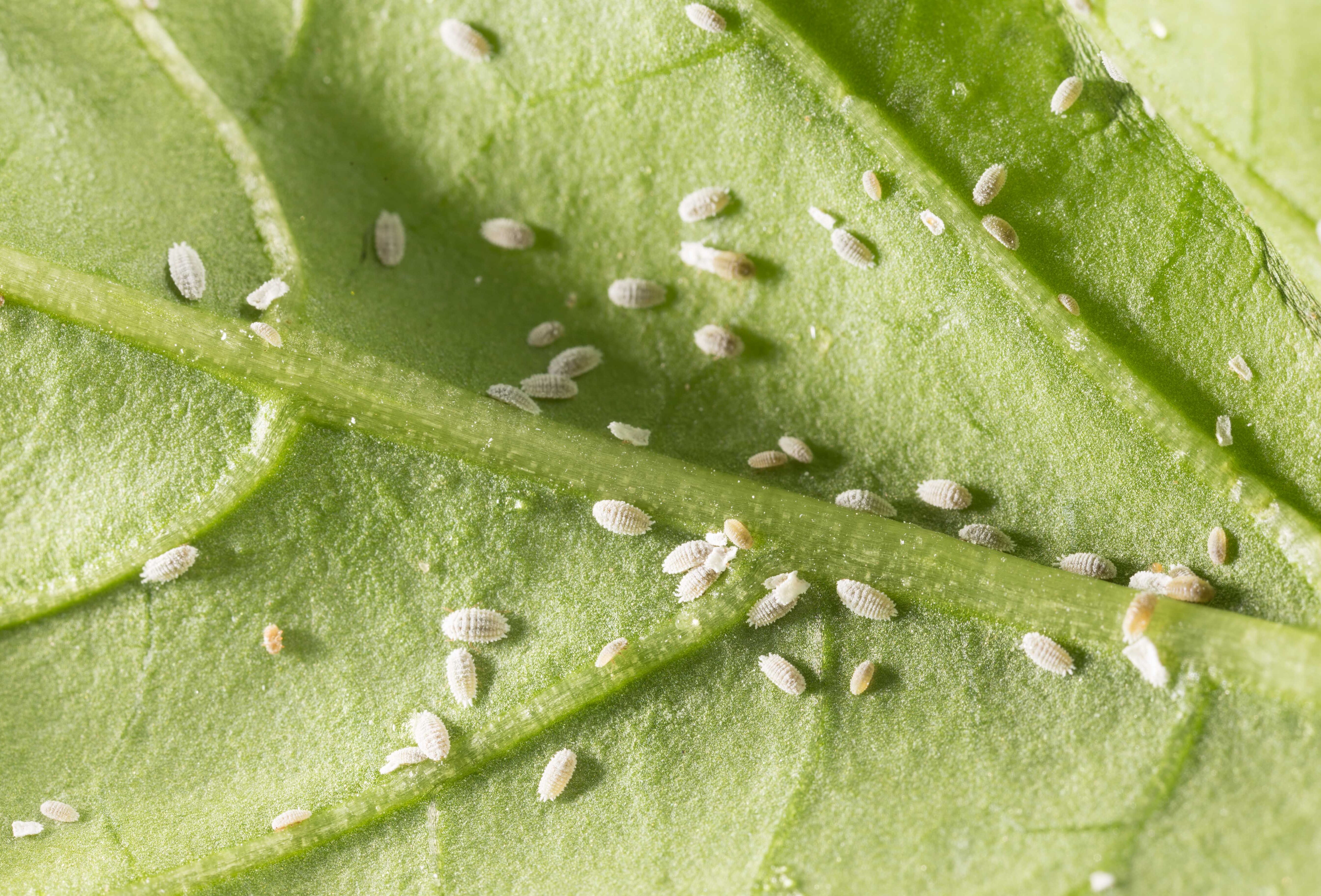 Be in control of mealybugs in citrus with Citripar and Cryptobug