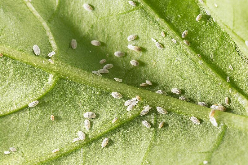 Solanum mealybug Phenacoccus solani