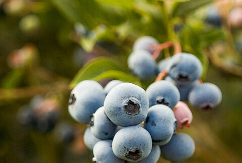 Blueberry