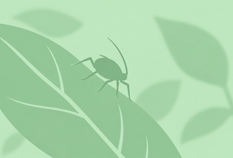 Rice root aphid