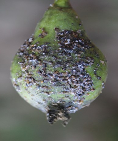Pear sucker Cacopsylla pyri damage on fruit