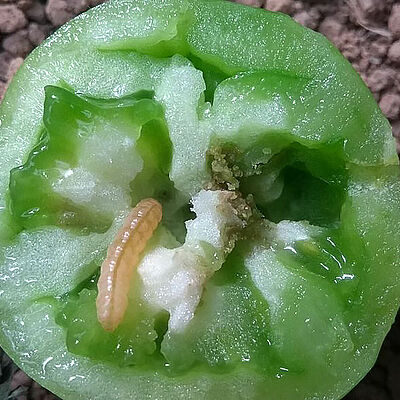 Larva of the Tomato fruit borer Neoleucinodes elegantalis in a tomato