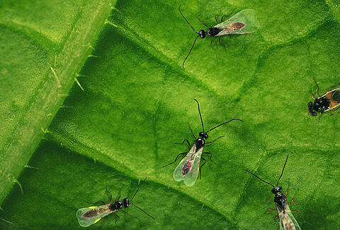 Integrating parasitic wasps in IPM with other biocontrols