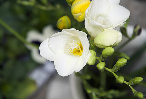 Freesia