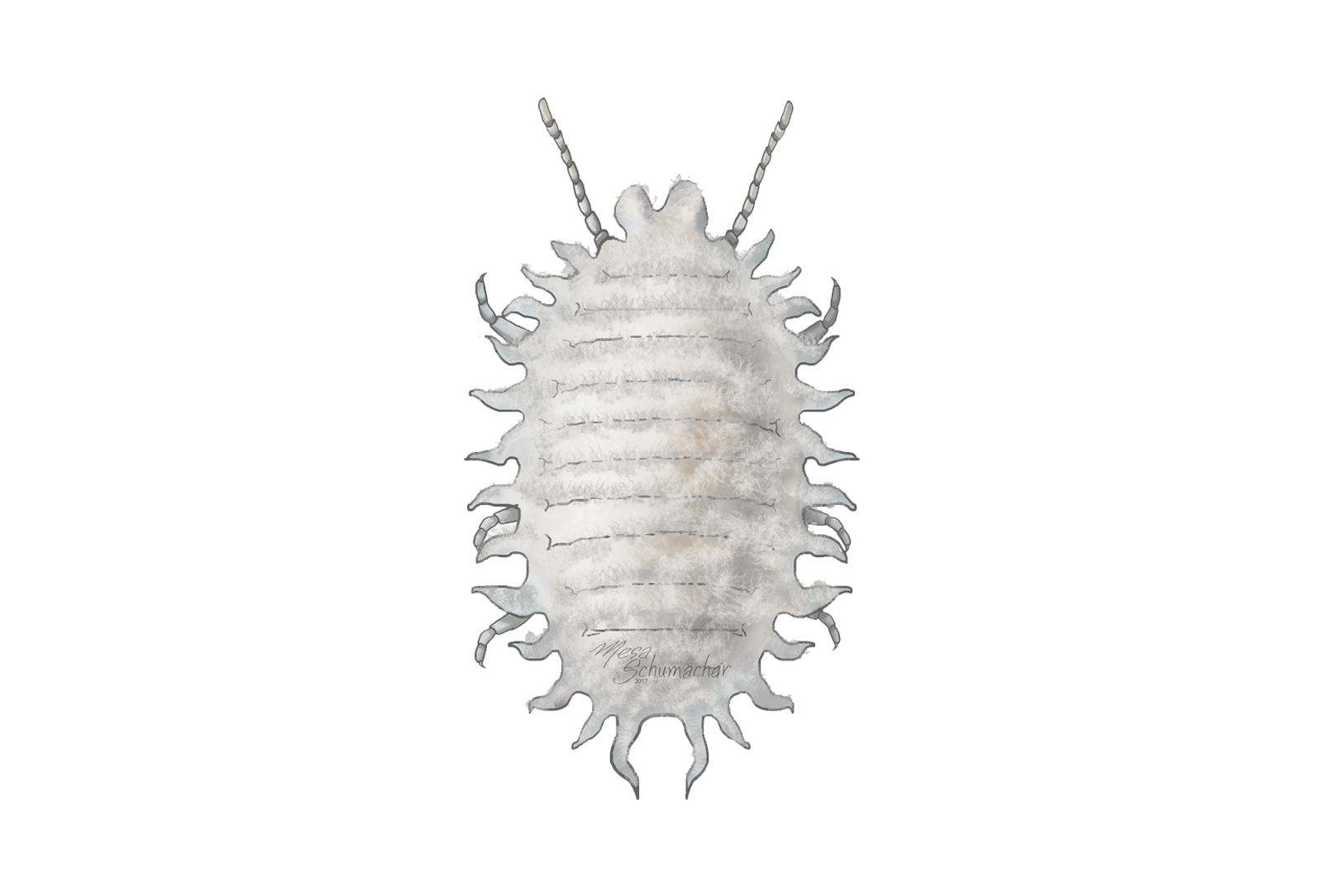 https://www.koppert.com/content/_processed_/8/1/csm__0004_Mealybugs-and-scales-pest---Plannococcus-citri_30430c0789.png