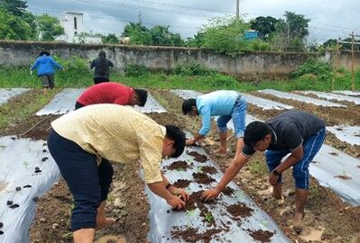 Koppert and EWS-KT launch joint action research