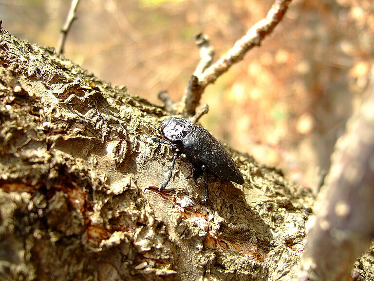 Capnodis tenebrionis Adult Beetle