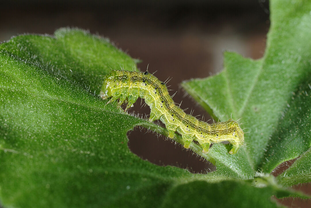 tobacco budworm control Tobacco budworm