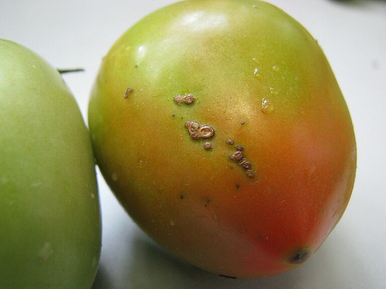 Tomato damaged with bacterial spots of Xanthomonas vesicatoria