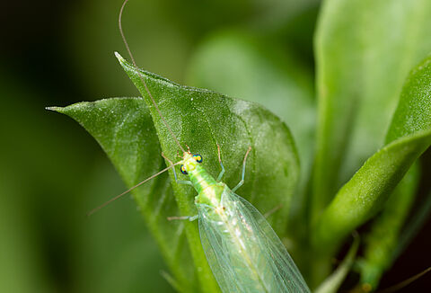 Rabobank and Koppert Biological Systems partnering for sustainable financing for the second time