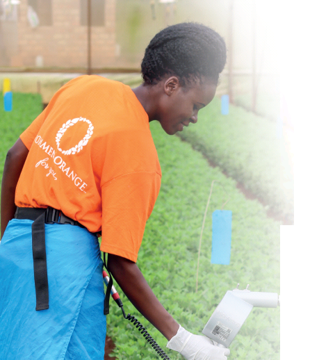 GreenGuard by Dümmen Orange: for a sustainable chain