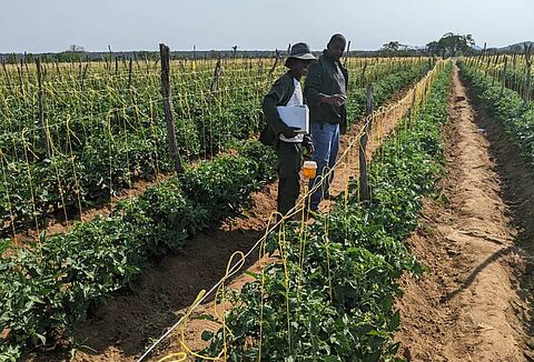 Cultivating sustainability: The Koppert Foundation's impact on Ebenezer Agricultural Training Centre