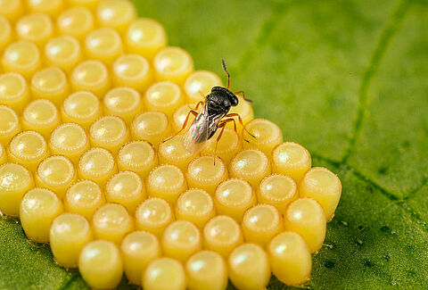 Benefits of using parasitic wasps for pest control