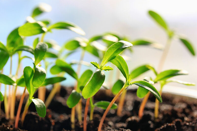 Plant growth promotion and crop resilience 1 Koppert