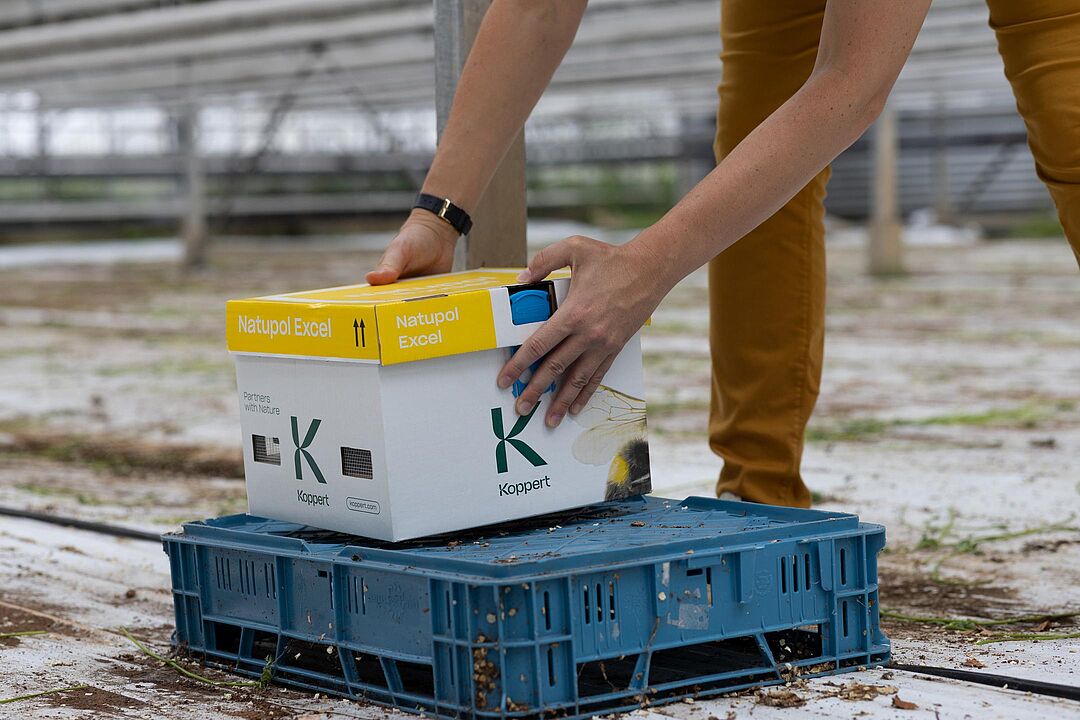 Optimal Placement of Bumblebee Hives - Pollination Best Practices