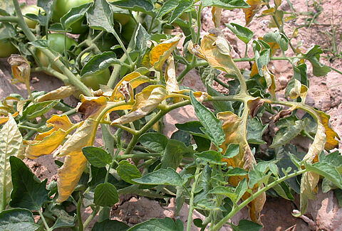 Fusarium wilt