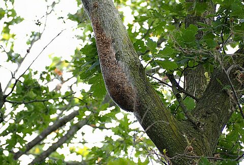 Doetinchem: biological control of the oak processionary moth