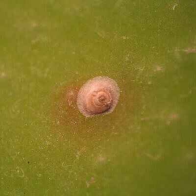 San josé scale Quadraspidiotus perniciosus