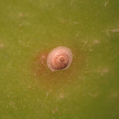 San josé scale Quadraspidiotus perniciosus