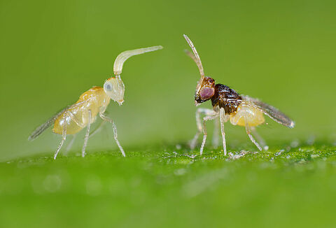 Effective whitefly control using parasitic wasps