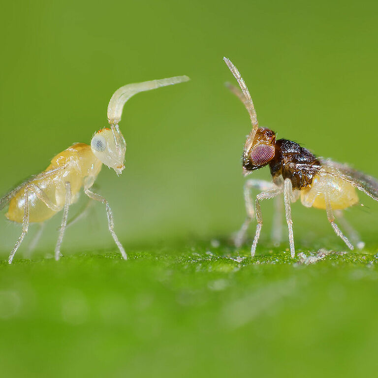 Eretmocerus eremicus and Encarsia formosa