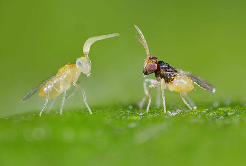 Effective whitefly control using parasitic wasps
