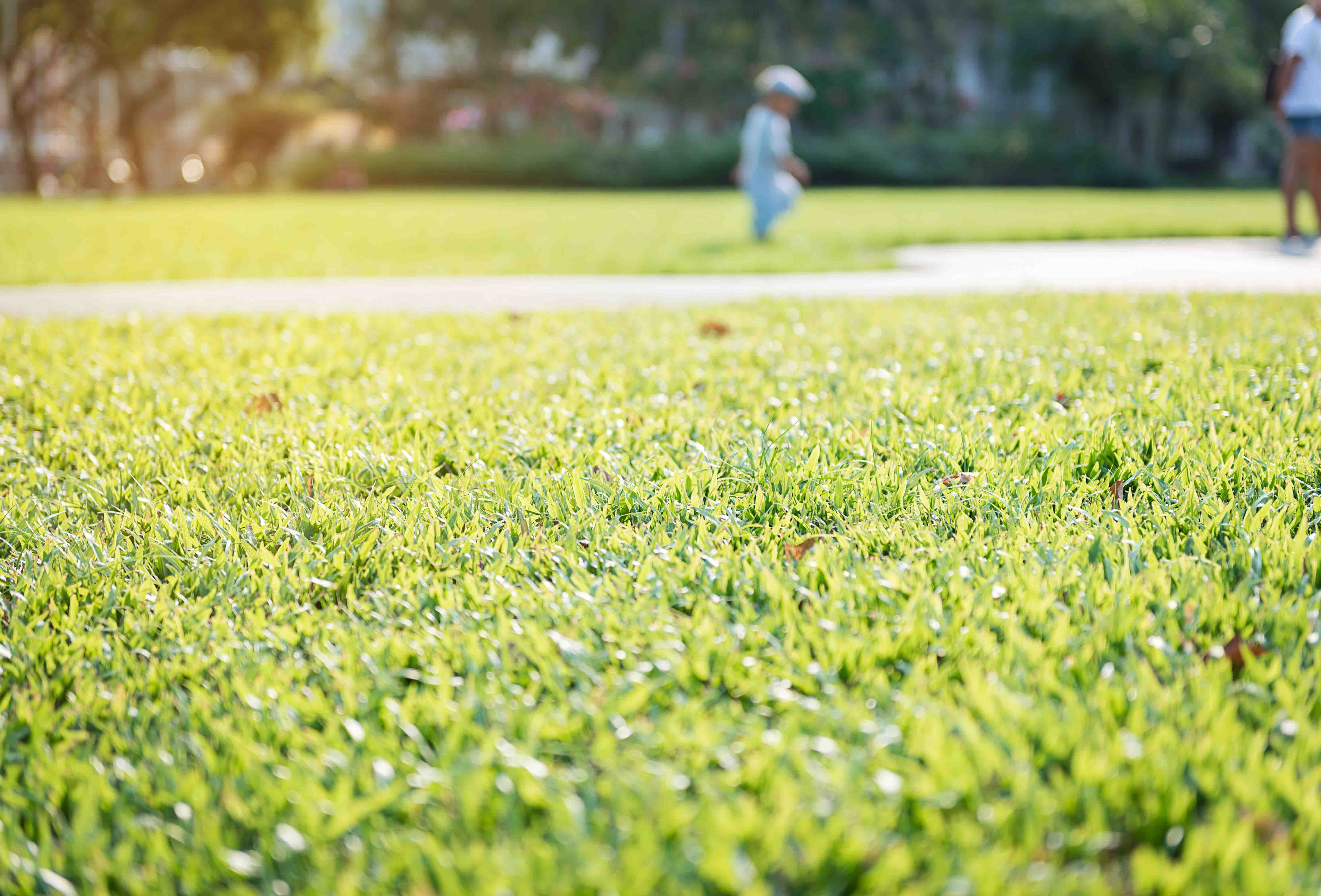 Koppert France called in to treat trees