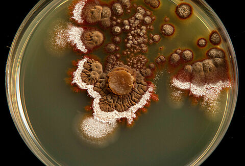 Blue mold