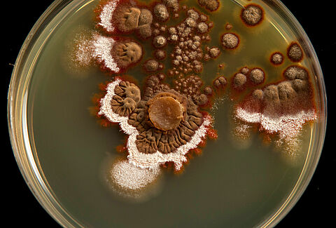 Blue mold