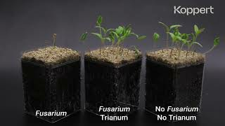 Trichoderma harzianum T22 combats Fusarium in tomato – Koppert Biological Systems