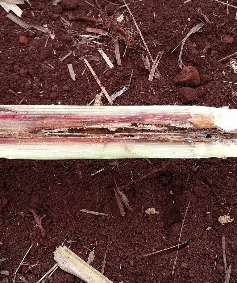 Damage caused by Sugarcane stalk borer Diatraea saccharalis