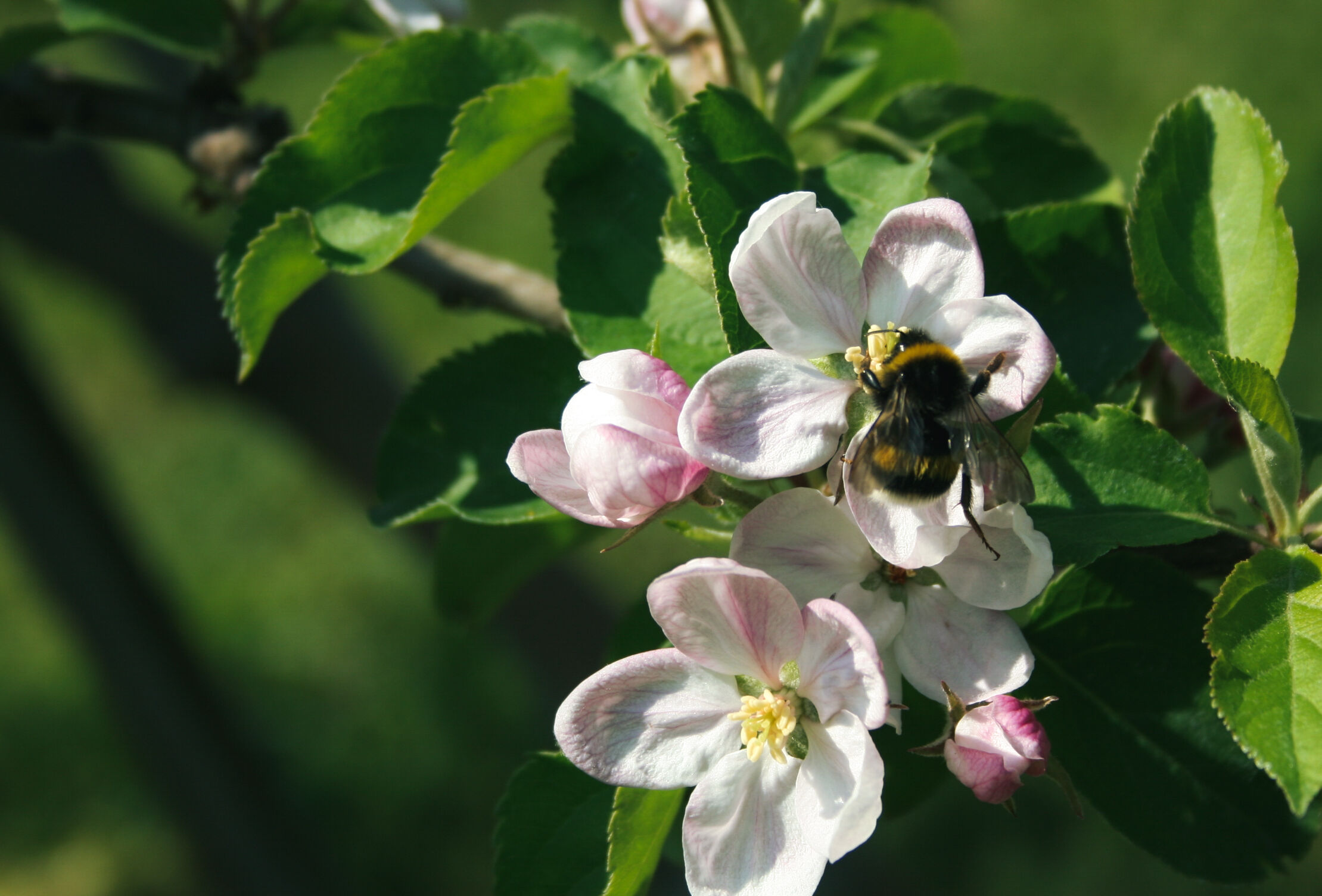 Fruit grower uses Natupol Tripol for outdoor pollination
