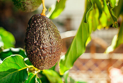 Avocado
