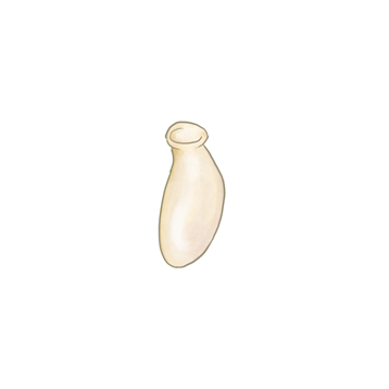 Orius laevigatus egg