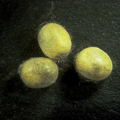 Chrysoperla carnea pupal stage