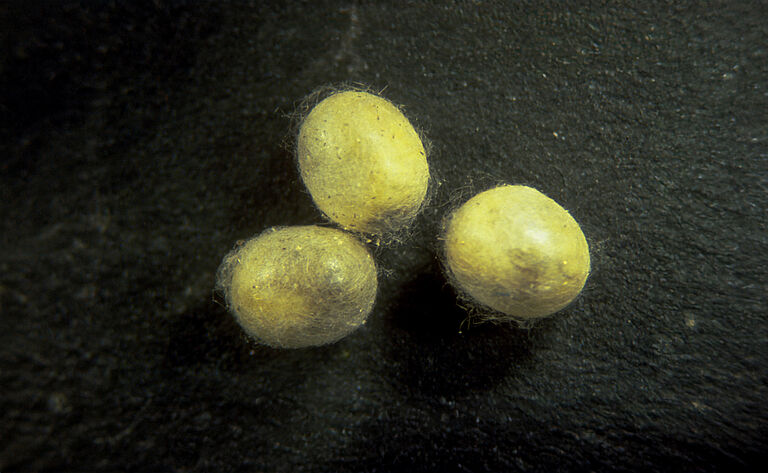 Chrysoperla carnea pupal stage