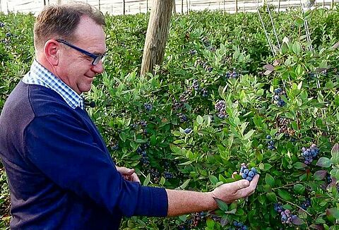 Great results in combatting grubs in blueberries