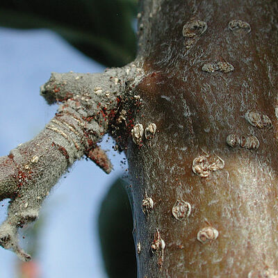 European red spider mite Panonychus ulmi