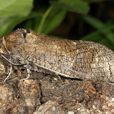 Carpenter moth Cossus cossus