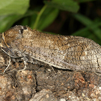 Carpenter moth Cossus cossus