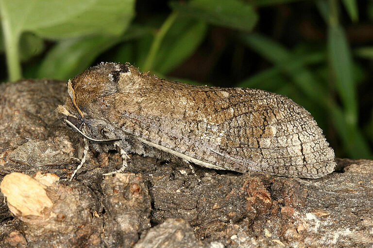 Carpenter moth Cossus cossus