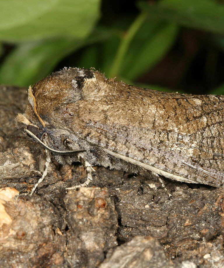 Carpenter moth Cossus cossus