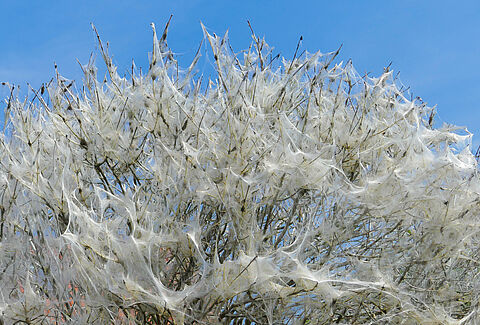 Oak processionary caterpillars, time for Entonem!
