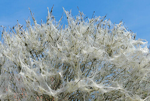 Oak Processionary Moth Thaumetopoea processionea Brochure