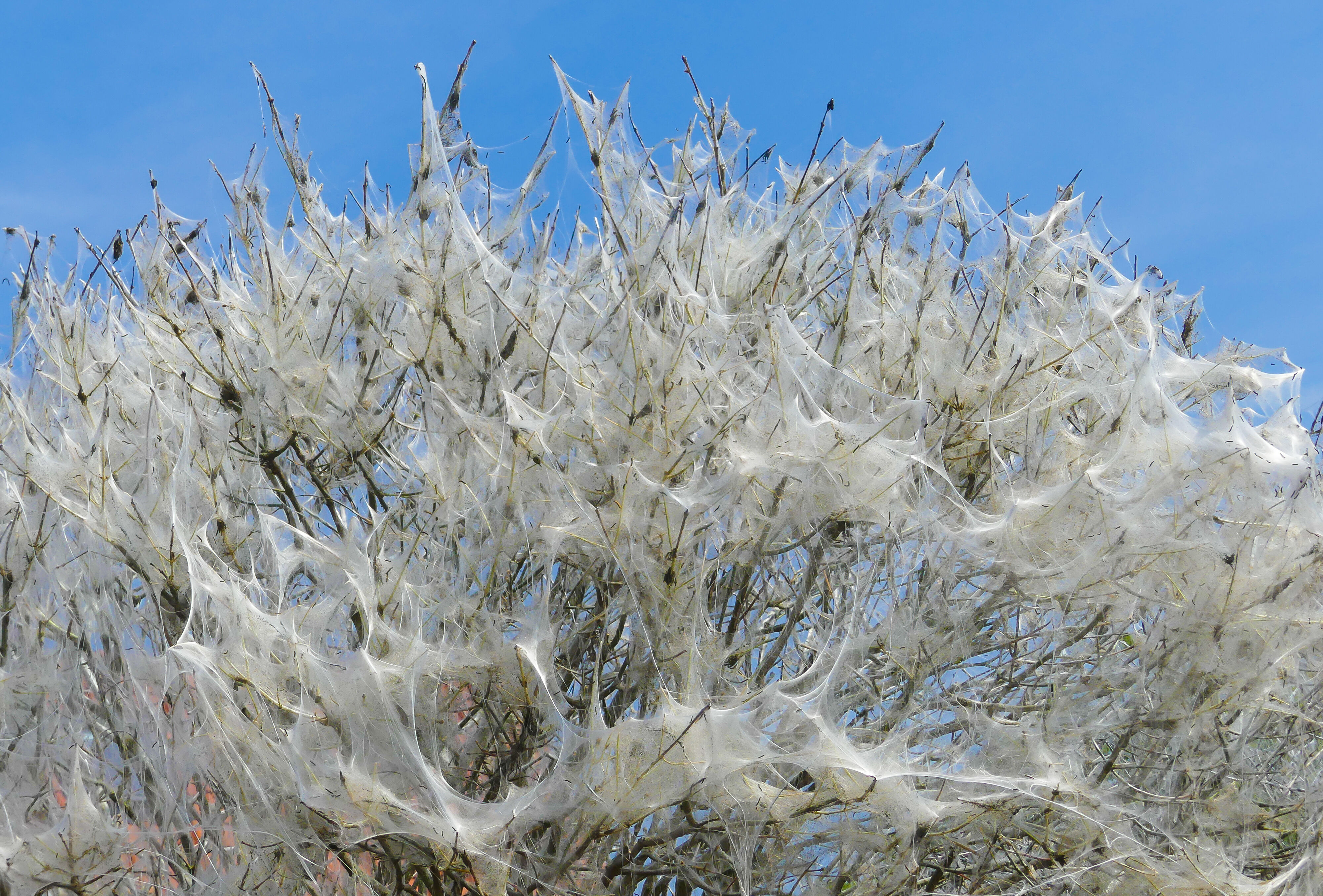 Oak processionary caterpillars, time for Entonem!