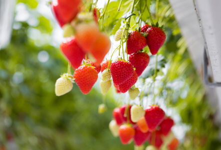 In search of the relationship between NatuGro and nitrogen release